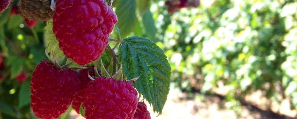 raspberries